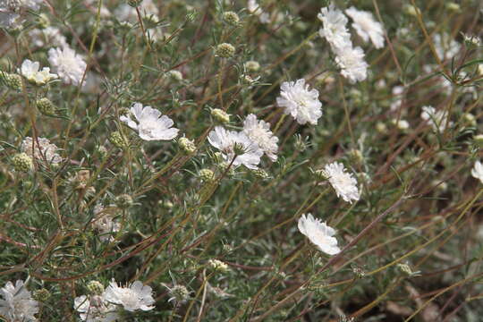 Image of Lomelosia argentea (L.) W. Greuter & Burdet