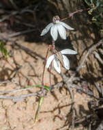 Image of Caladenia saccharata Rchb. fil.