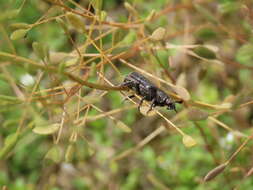 Image of Clinterocera scabrosa (Motschulsky 1853)