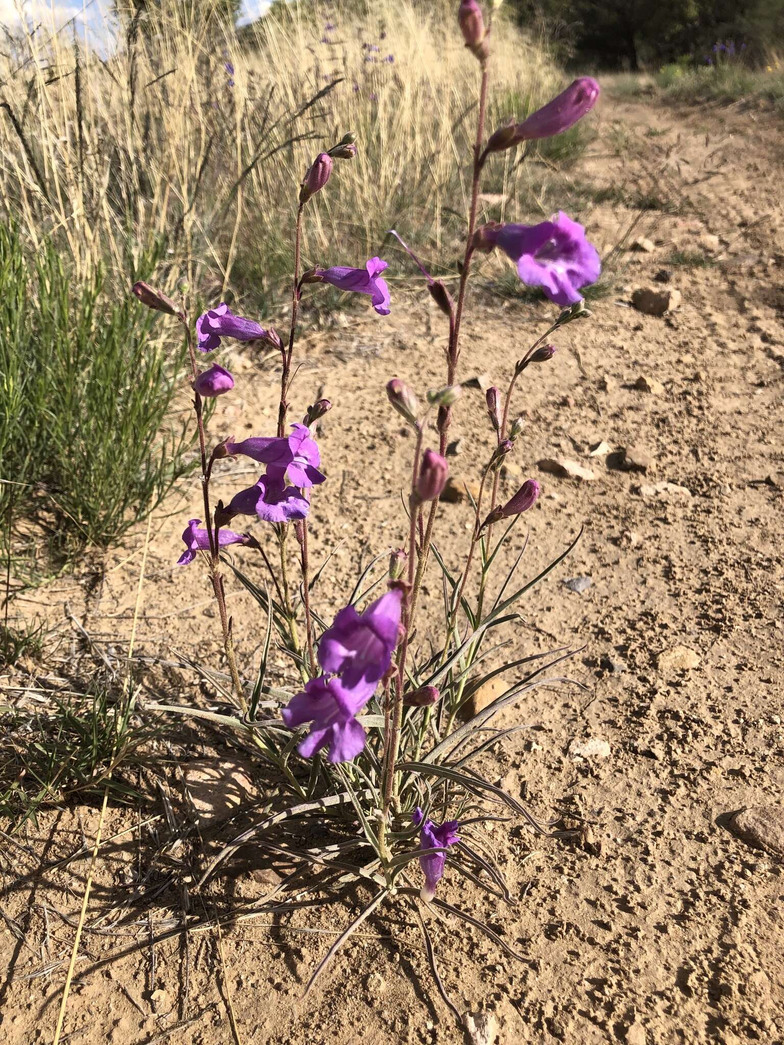 Image de Penstemon dasyphyllus A. Gray