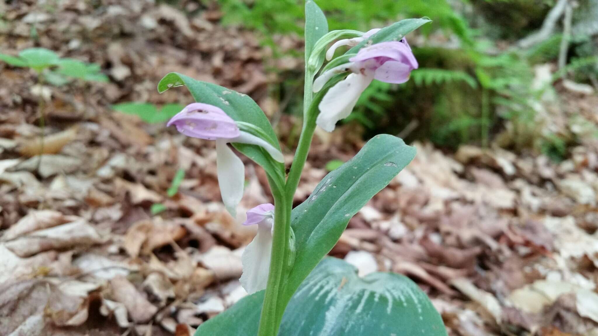 Plancia ëd Galearis spectabilis (L.) Raf.