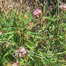 Image of Grevillea leiophylla F. Müll. ex Benth.