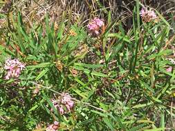 Image of Grevillea leiophylla F. Müll. ex Benth.