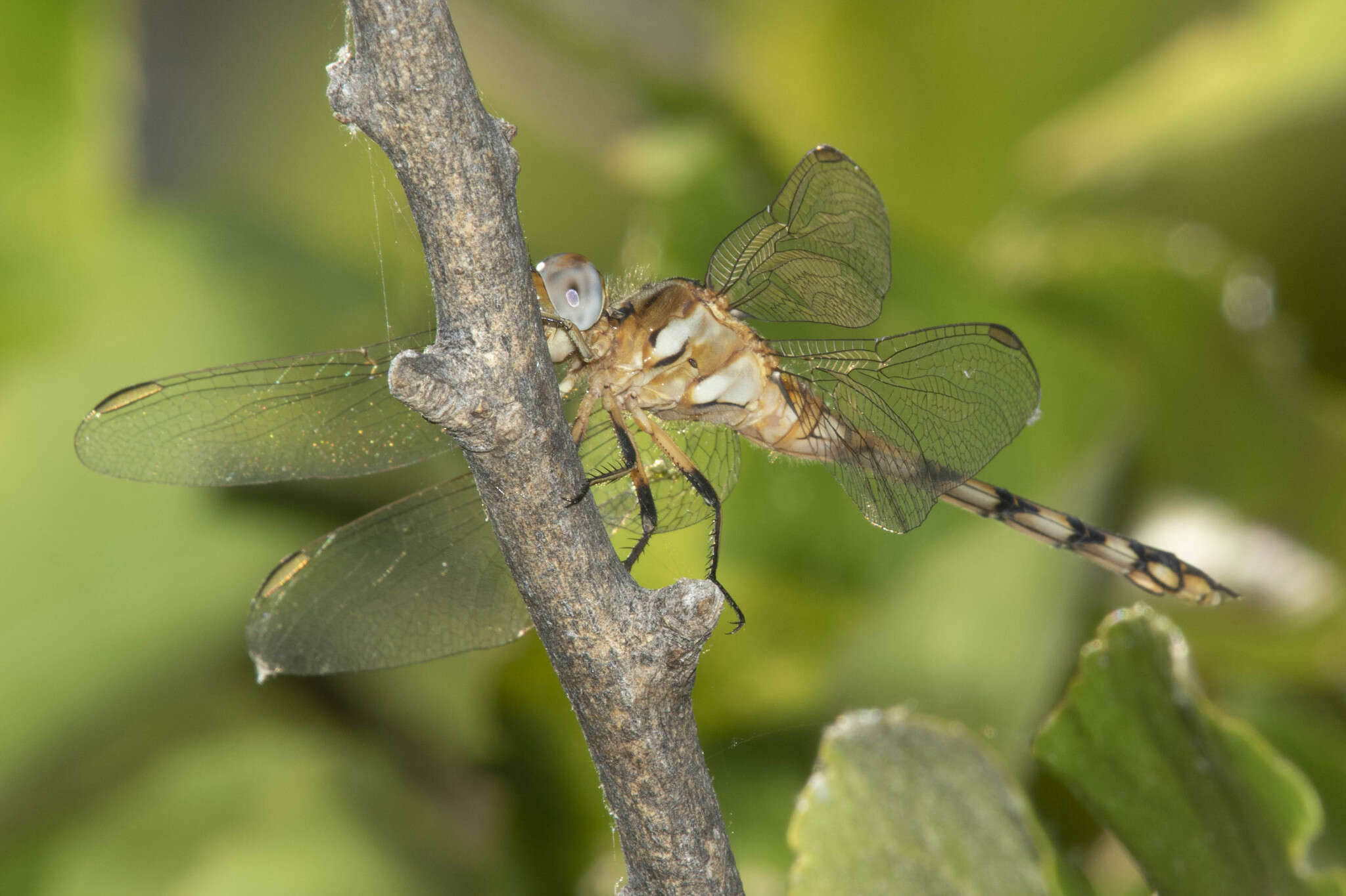 Слика од Orthetrum brachiale (Palisot de Beauvois 1817)