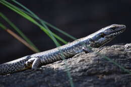 Image of Warm-temperate Water-skink