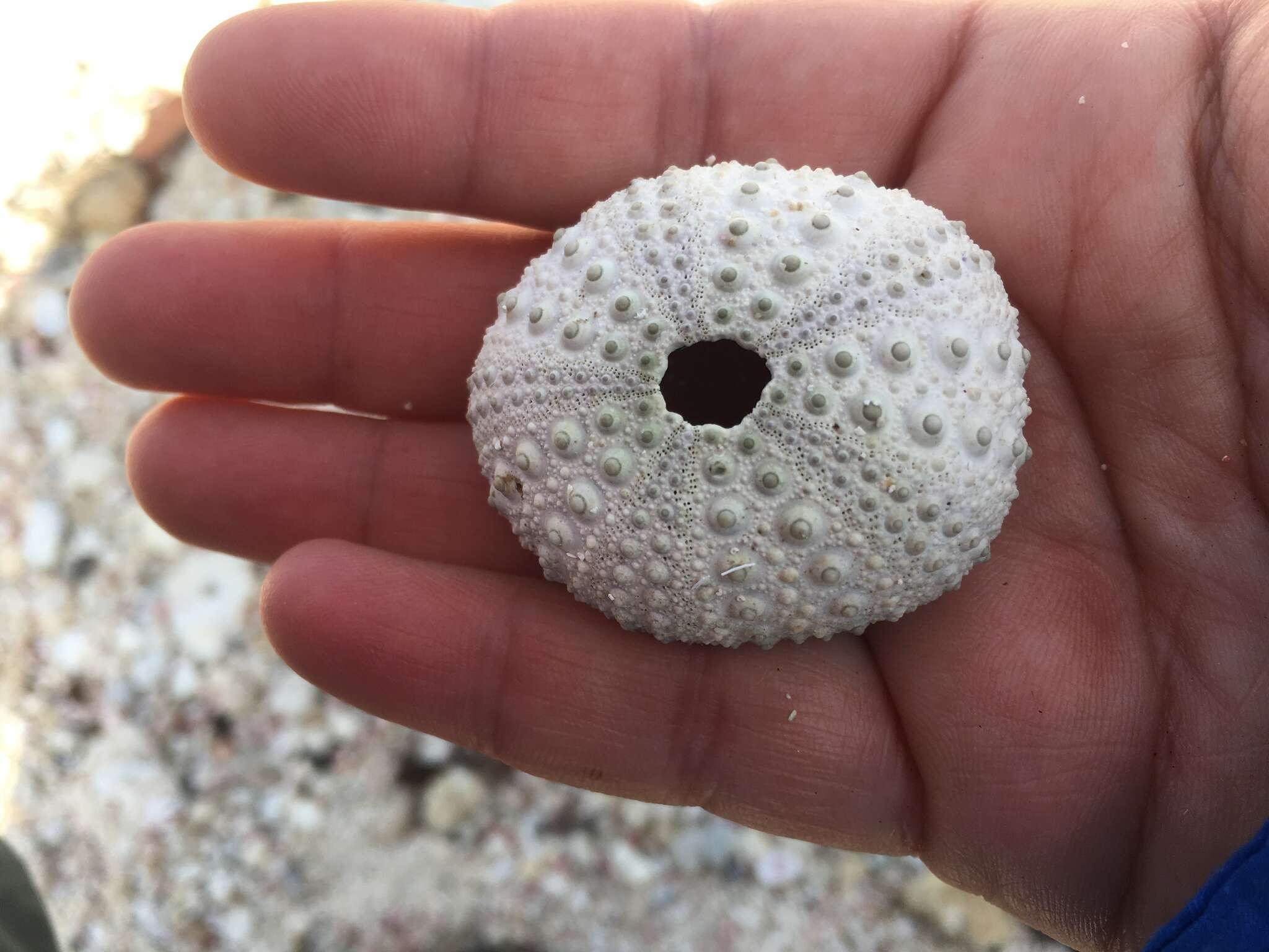 Image of reef urchin