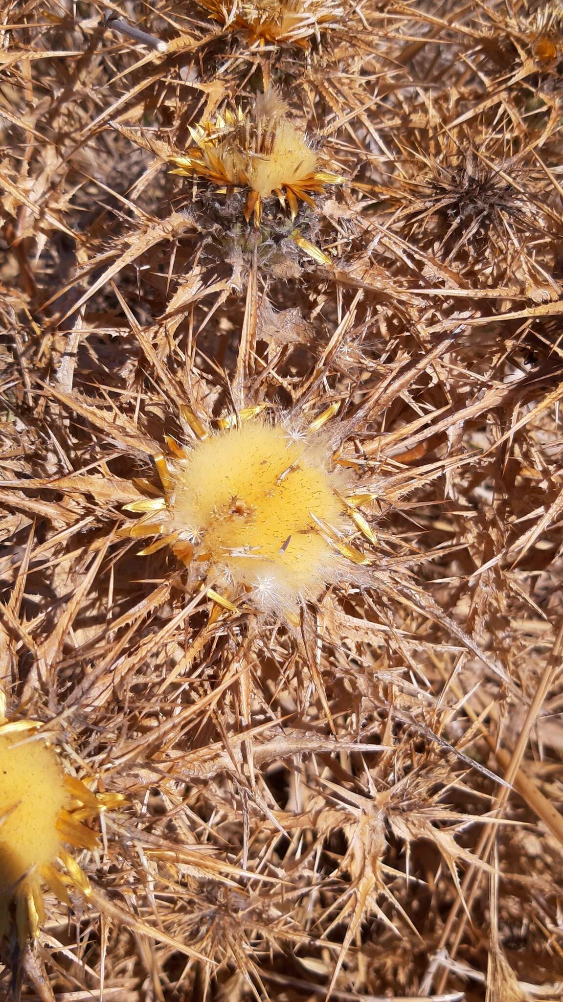 Image of Carlina libanotica Boiss.