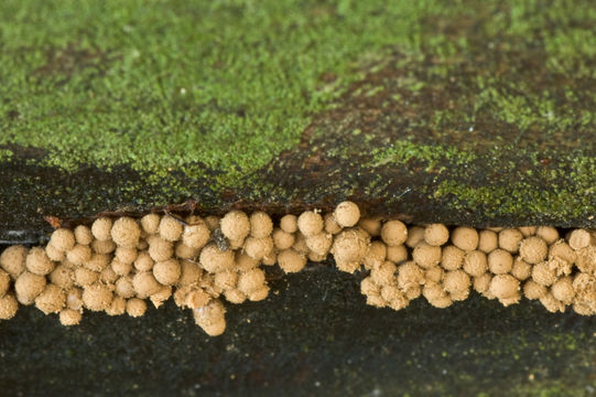 Image of <i>Cribaria argillacea</i>