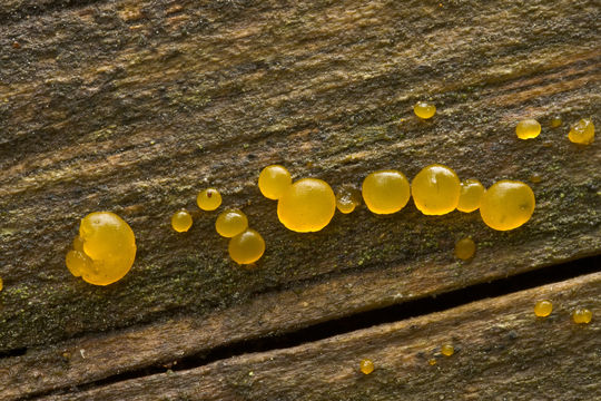 Image of <i>Dacrymyces deliquescens</i>