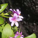 Image of Pelargonium cucullatum subsp. strigifolium Volschenk