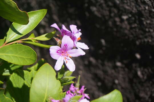 Image of Pelargonium cucullatum subsp. strigifolium Volschenk