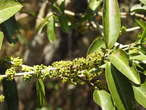 Image of Monteverdia chiapensis (Lundell) Biral