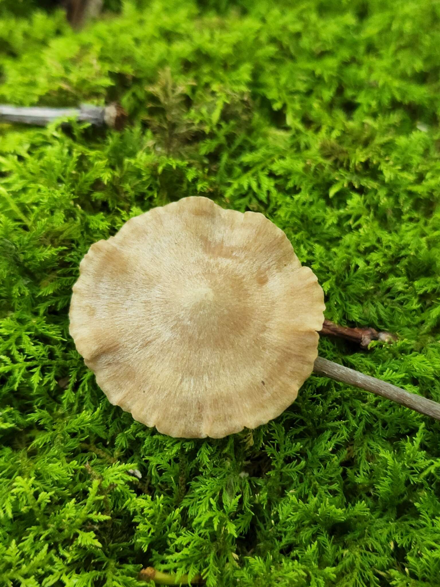 Image of Entoloma alboumbonatum Hesler 1967