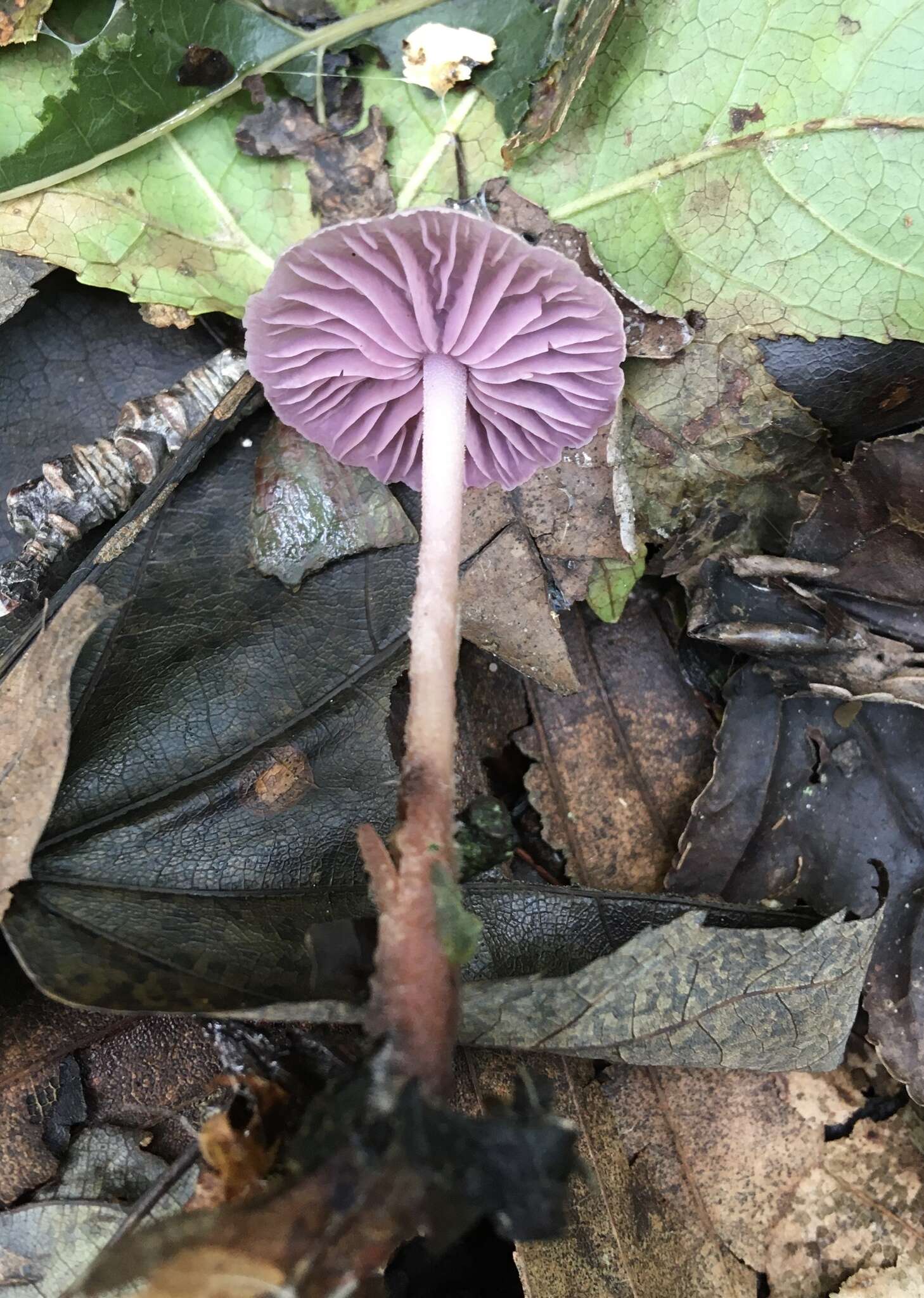 Image of Gymnopus iocephalus (Berk. & M. A. Curtis) Halling 1997