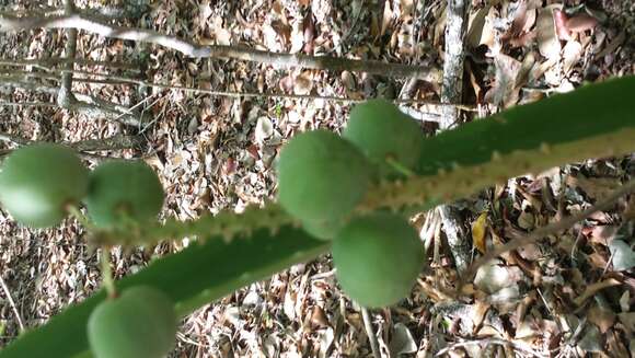 Image of Aloe occidentalis (H. Perrier) L. E. Newton & G. D. Rowley