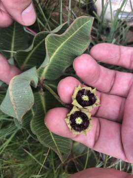 Image of Pachycarpus galpinii (Schltr.) N. E. Br.