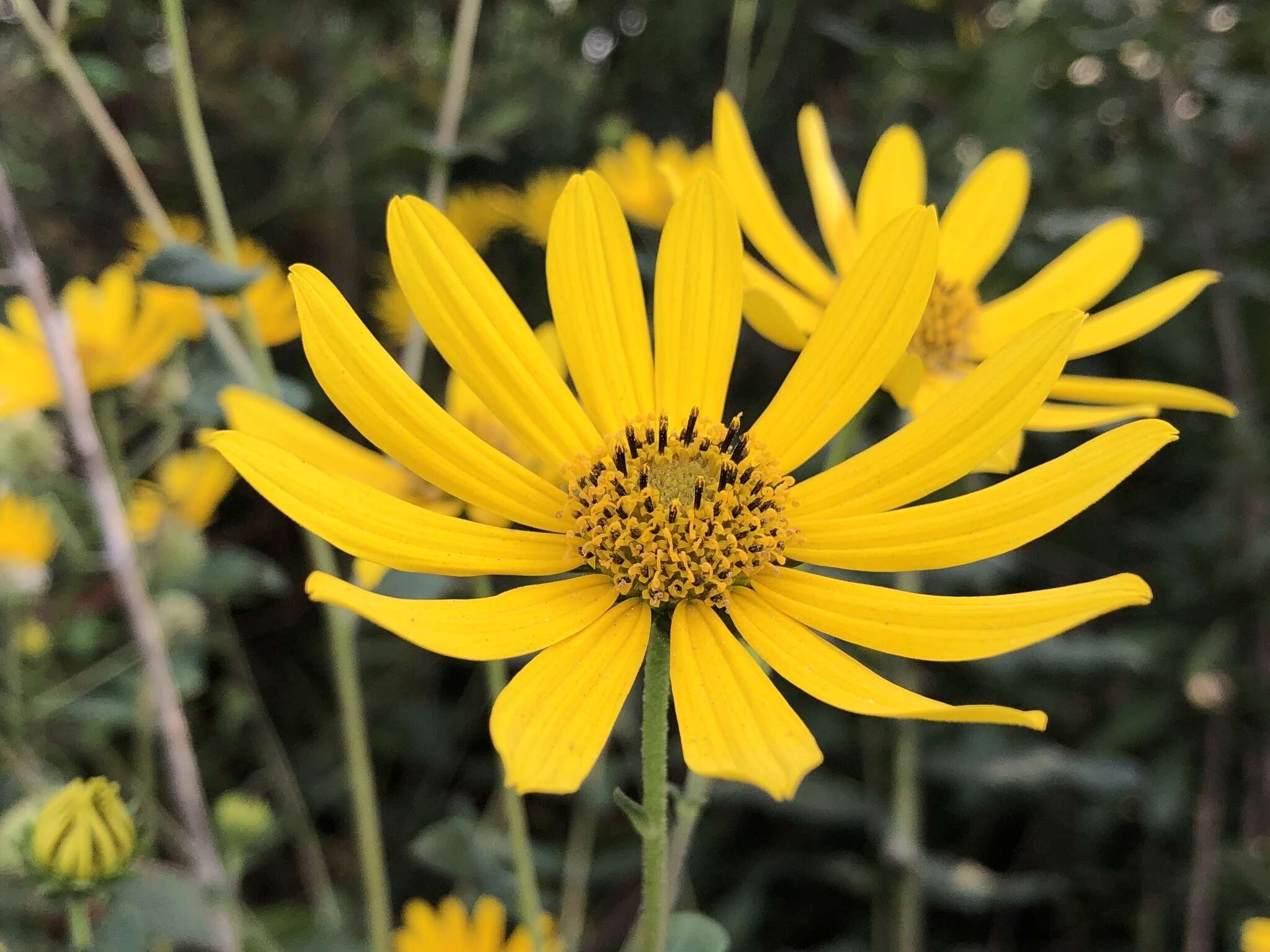 Image of Florida Sunflower