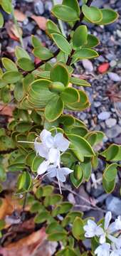 Image of Veronica decumbens Armstr.