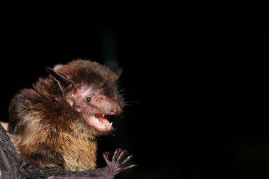 صورة Eptesicus brasiliensis (Desmarest 1819)