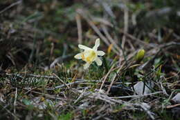 Image de Narcissus hedraeanthus (Webb & Heldr.) Colmeiro