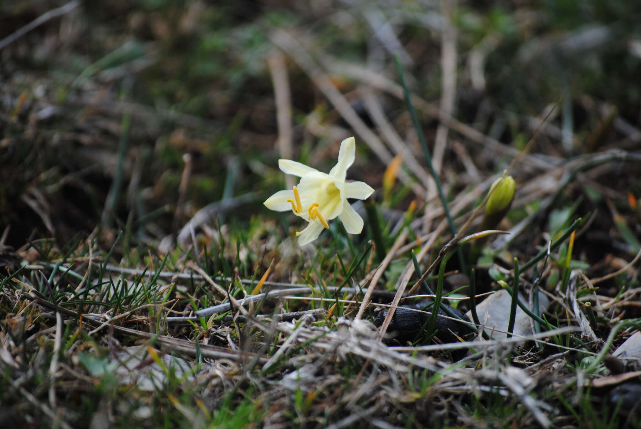 Image de Narcissus hedraeanthus (Webb & Heldr.) Colmeiro