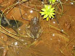 Image of Peters’ Dwarf Frog