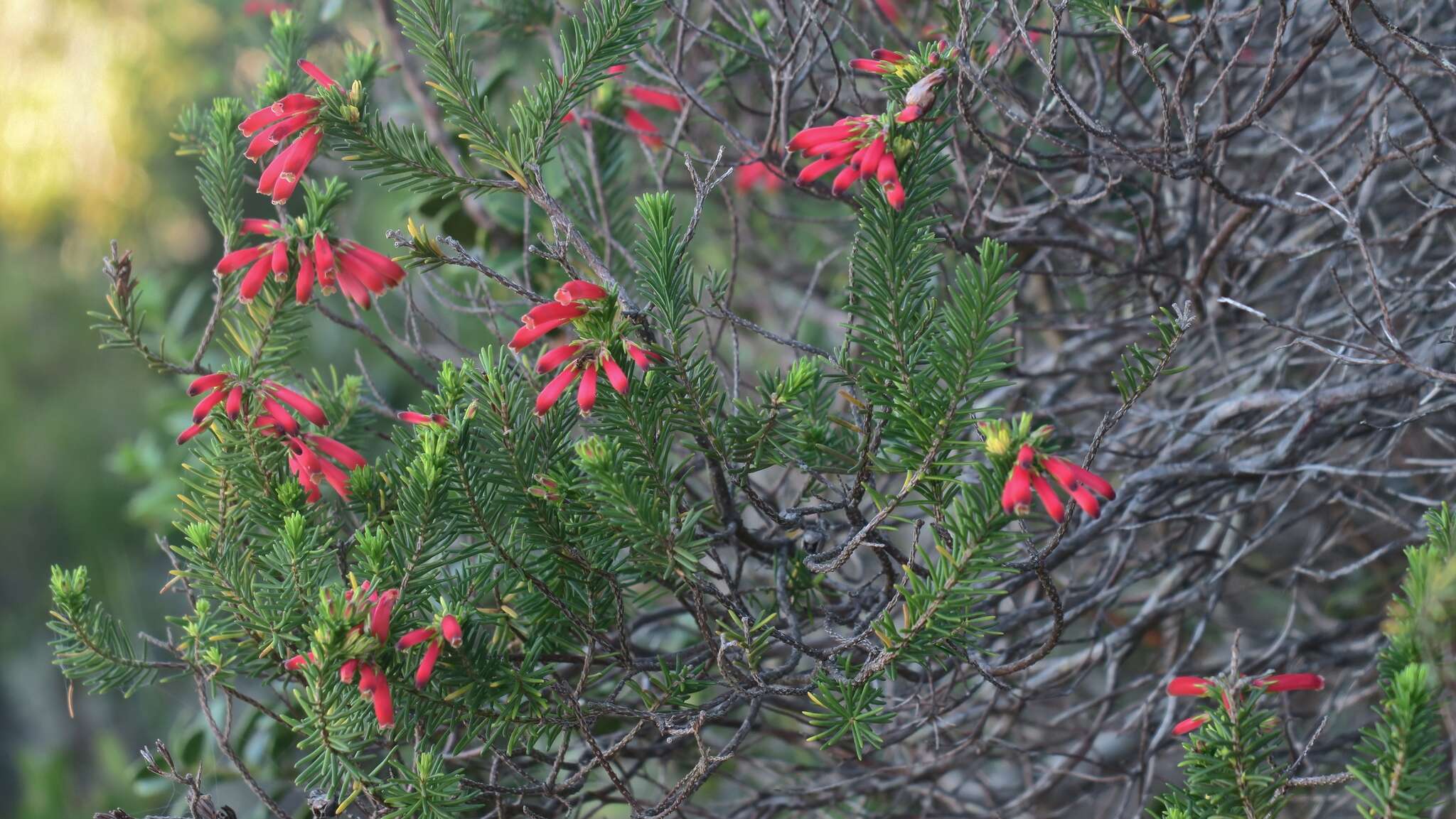 Imagem de Erica chloroloma Lindl.