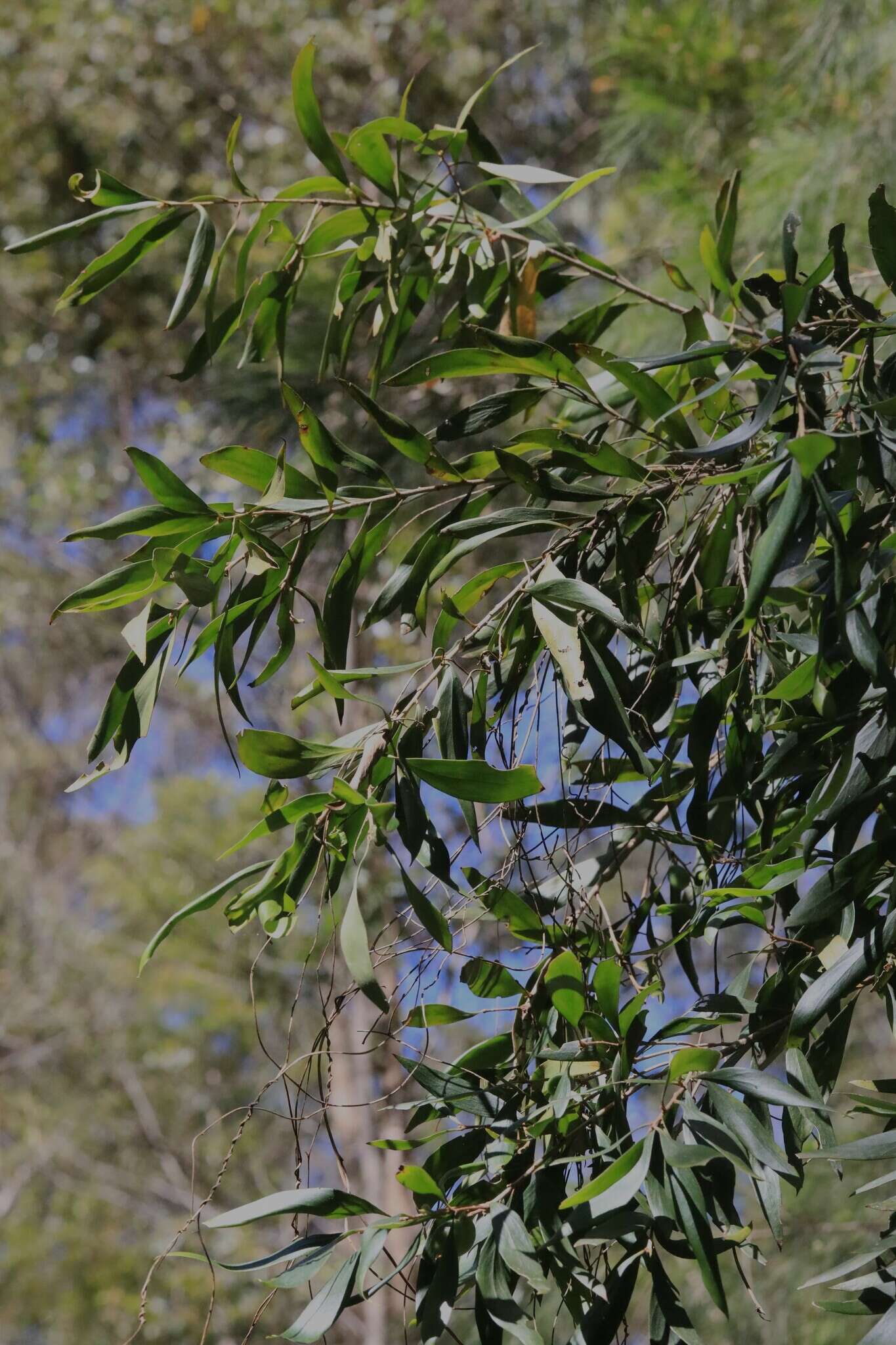 Image of Persoonia media R. Br.