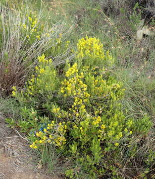 Image of Euryops annae Phillips