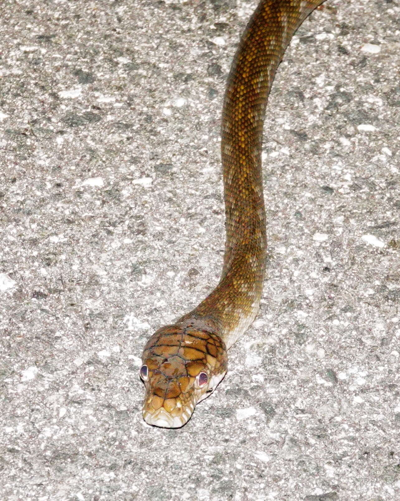 Image of Amethystine or scrub python