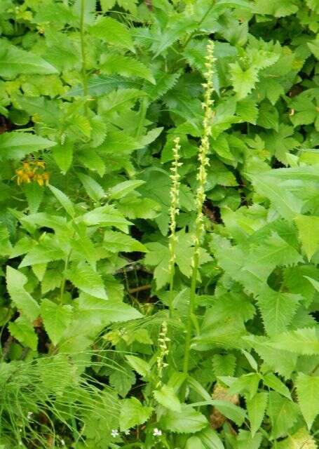 Imagem de Platanthera stricta Lindl.