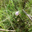 Sivun Astragalus austriacus Jacq. kuva