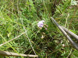 Image of Astragalus austriacus Jacq.