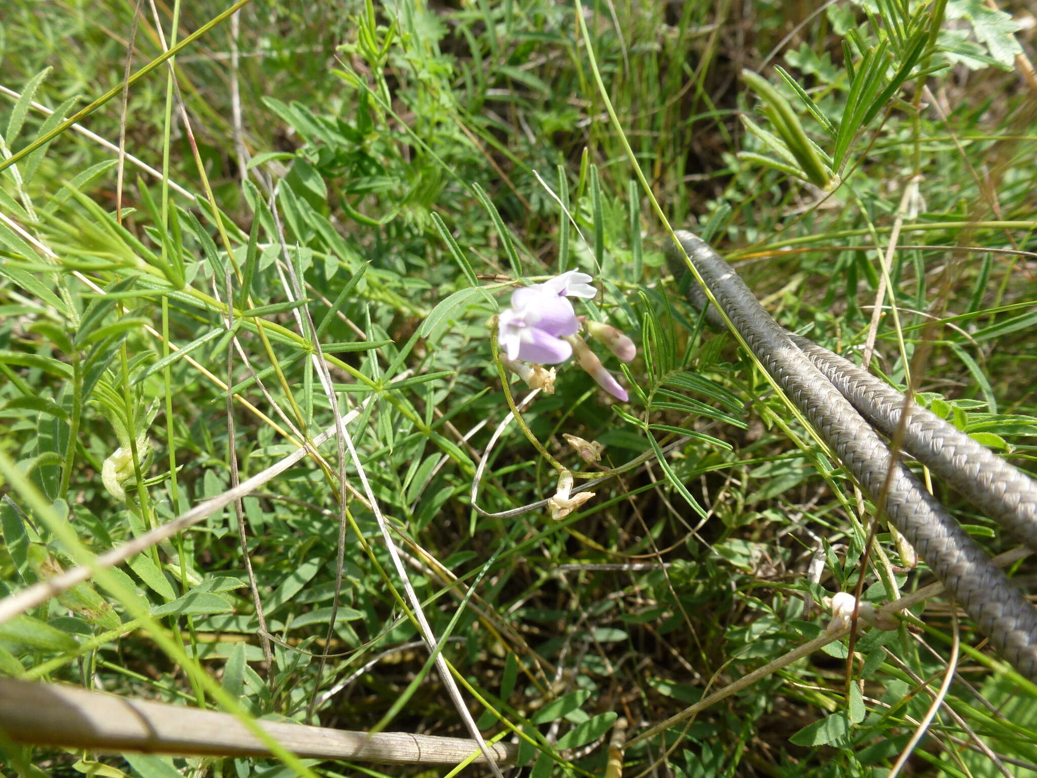 Image of Astragalus austriacus Jacq.