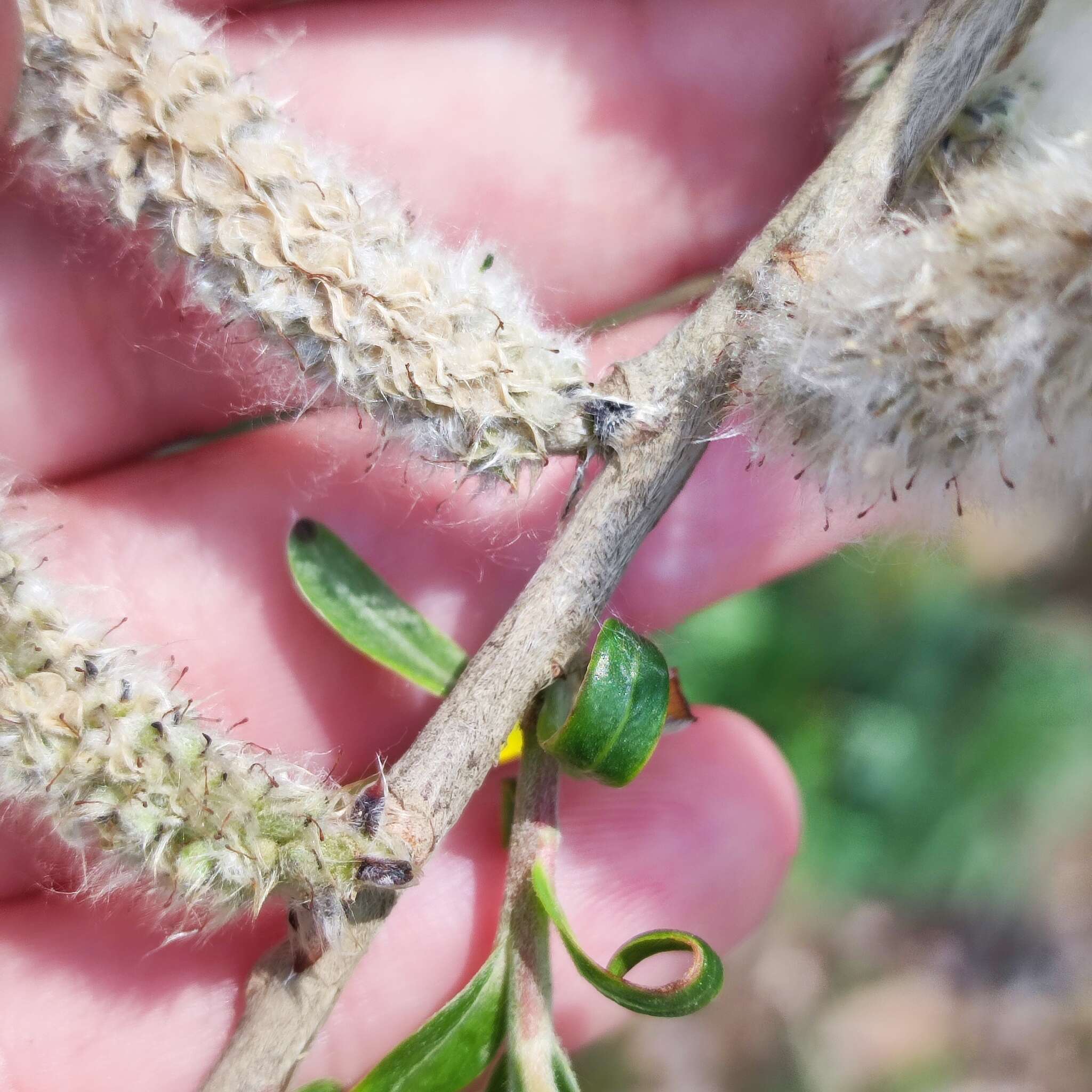 Image of rose-gold pussy willow