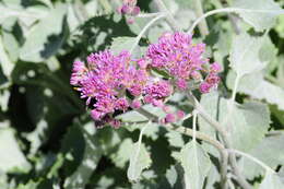 Image de Adenostyles leucophylla (Willd.) Rchb.