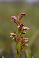 Disa rufescens (Thunb.) Sw. resmi