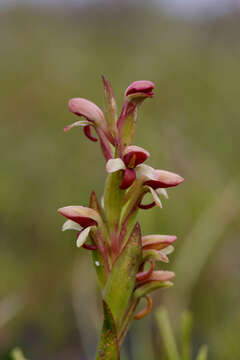 Disa rufescens (Thunb.) Sw. resmi