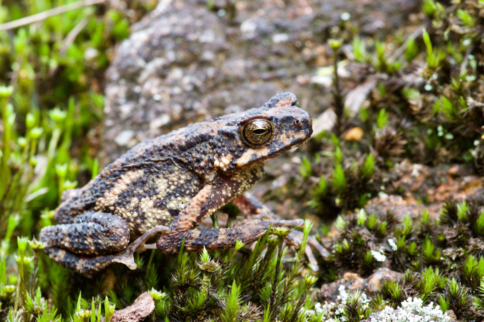 Image of True Toads