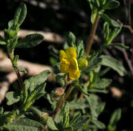 Image of Helianthemum stipulatum (Forsk.) C. Chr.