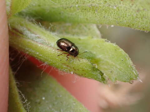 Image of Bronze leaf beetle