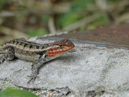 Image of Teapen Rosebelly Lizard