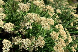 Image of Strandveld Blombush
