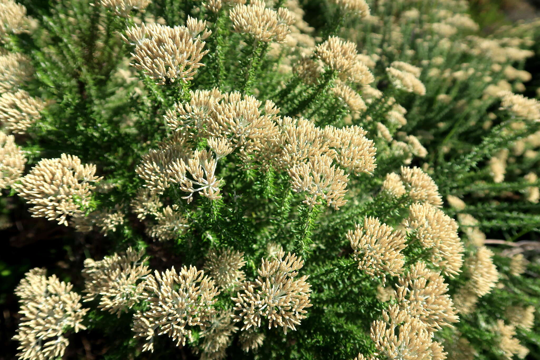 Image of Strandveld Blombush