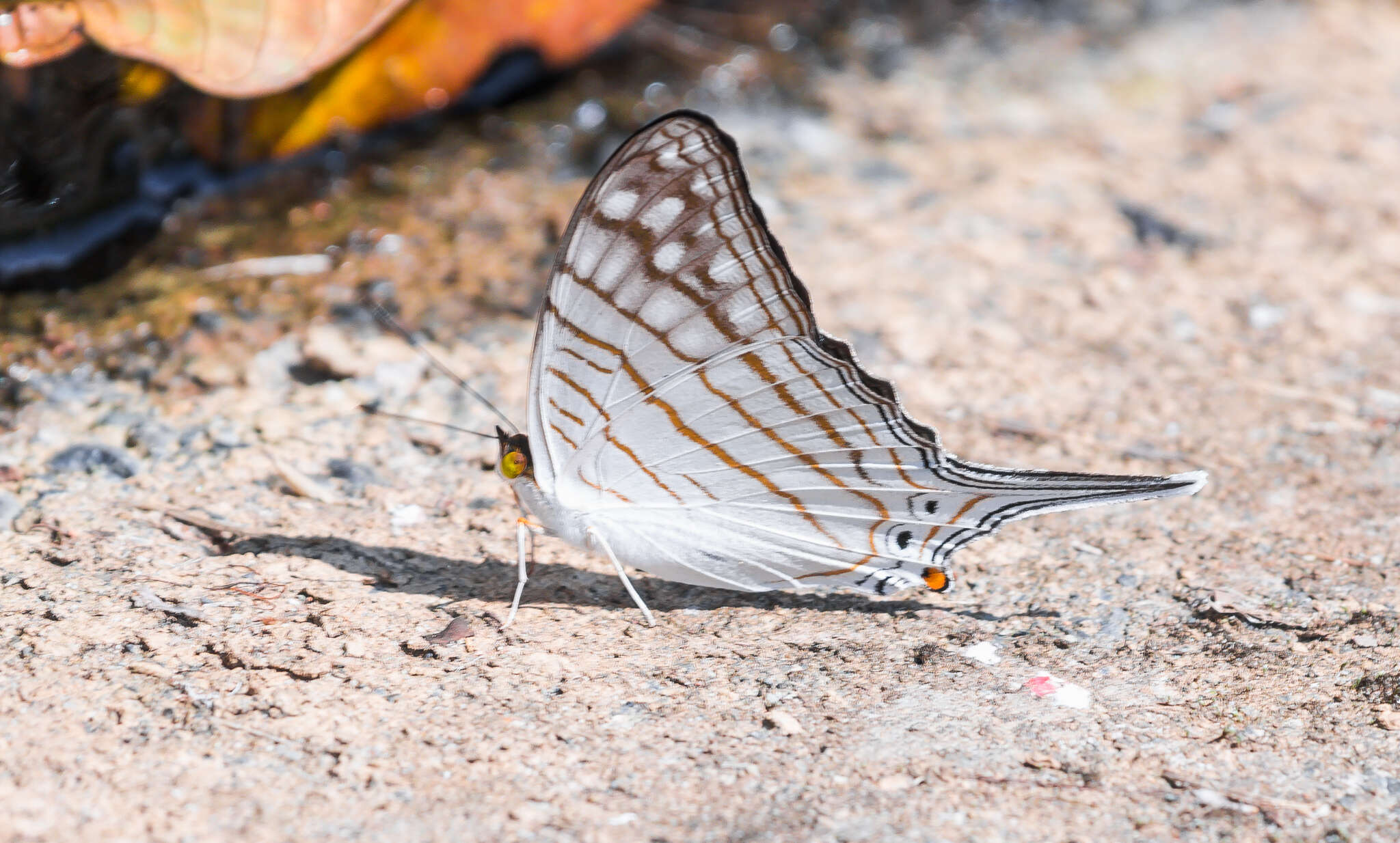 Image of Dappled Daggerwing