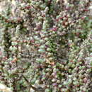 Image of Salicornia decussata (S. Steffen, Mucina & G. Kadereit) Piirainen & G. Kadereit