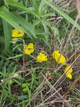 Plancia ëd Oenothera berlandieri subsp. pinifolia (Engelm.) W. L. Wagner & Hoch