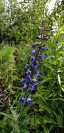 Image of Delphinium retropilosum (Huth) Sambuk