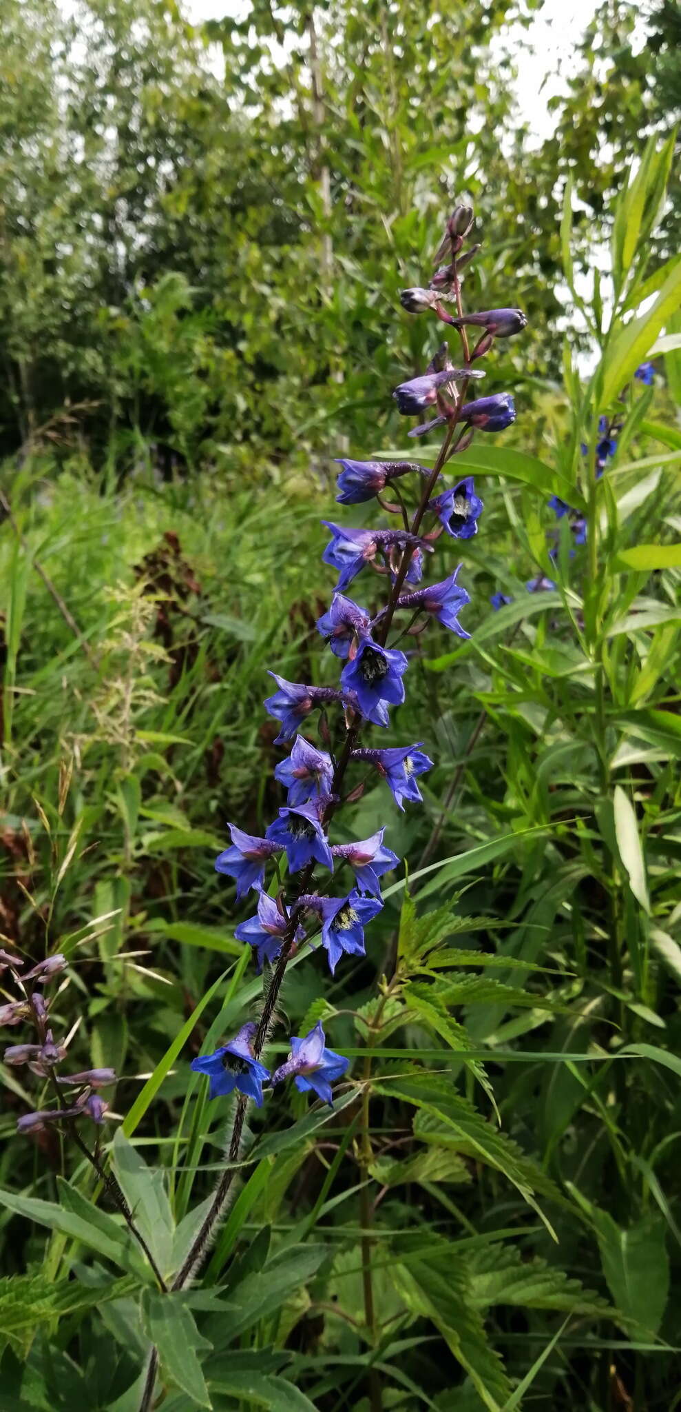 Image of Delphinium retropilosum (Huth) Sambuk