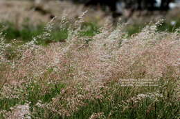 Image of Creeping Molasses Grass